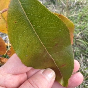 Prunus sp. at Cook, ACT by lbradley