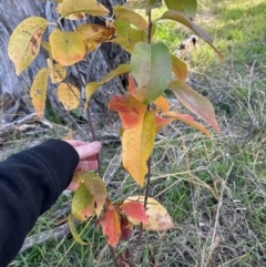 Prunus sp. at Mount Painter - 2 Jun 2024 01:07 PM