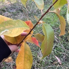 Prunus sp. at Mount Painter - 2 Jun 2024 01:07 PM