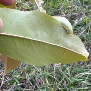 Prunus sp. at Mount Painter - 2 Jun 2024