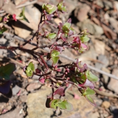 Einadia hastata (Berry Saltbush) at Kowen Escarpment - 22 Jul 2023 by RobG1