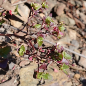 Einadia hastata (Berry Saltbush) at Kowen Escarpment by RobG1