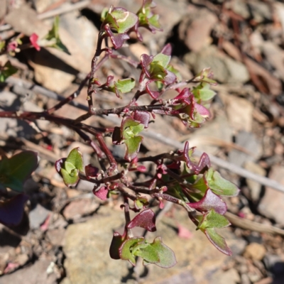 Einadia hastata (Berry Saltbush) at Canberra Airport, ACT - 22 Jul 2023 by RobG1