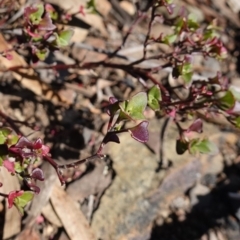 Einadia hastata at Kowen Escarpment - 22 Jul 2023 01:12 PM