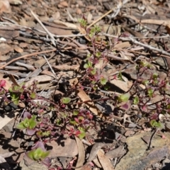 Einadia hastata at Kowen Escarpment - 22 Jul 2023 01:12 PM