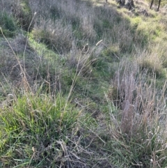 Phalaris aquatica (Phalaris, Australian Canary Grass) at Cook, ACT - 2 Jun 2024 by lbradley