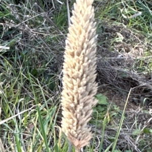 Phalaris aquatica at Cook, ACT - 2 Jun 2024