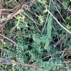 Hypericum perforatum (St John's Wort) at Cook, ACT - 2 Jun 2024 by lbradley