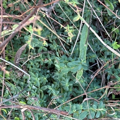 Hypericum perforatum (St John's Wort) at Cook, ACT - 2 Jun 2024 by lbradley