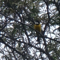 Falcunculus frontatus at Bournda National Park - 2 Jun 2024 by MattYoung