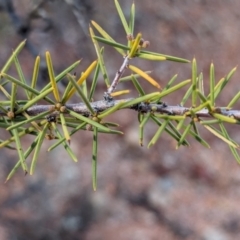 Acacia tetragonophylla (Dead Finish, Kurara) at Coober Pedy, SA - 8 May 2024 by Darcy