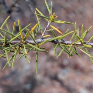 Acacia tetragonophylla (Dead Finish) at Coober Pedy, SA by Darcy