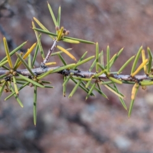 Acacia tetragonophylla at Coober Pedy, SA - 8 May 2024