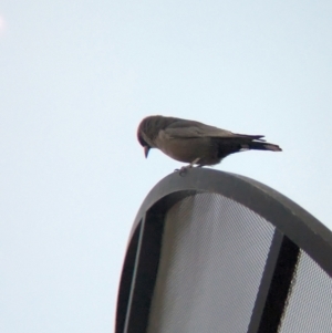 Artamus cinereus (Black-faced Woodswallow) at Coober Pedy, SA by Darcy