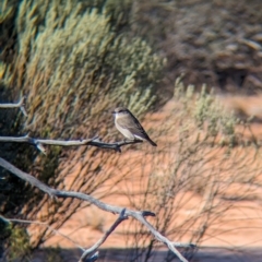 Microeca fascinans (Jacky Winter) at Gluepot Reserve - 7 May 2024 by Darcy