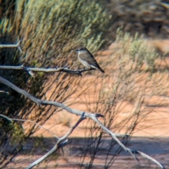 Microeca fascinans at Gluepot, SA - 7 May 2024 09:19 AM