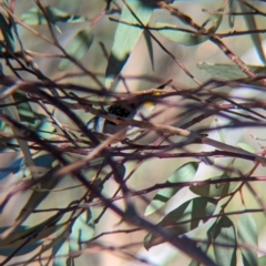 Pardalotus punctatus (Spotted Pardalote) at Gluepot Reserve - 7 May 2024 by Darcy