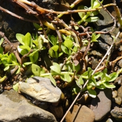 Gratiola peruviana (Australian Brooklime) at Canberra Airport, ACT - 22 Jul 2023 by RobG1