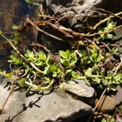 Gratiola peruviana at Kowen Escarpment - 22 Jul 2023