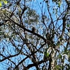 Dacelo novaeguineae (Laughing Kookaburra) at Aranda Bushland - 2 Jun 2024 by KMcCue