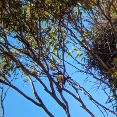 Pomatostomus ruficeps (Chestnut-crowned Babbler) at Gluepot Reserve - 7 May 2024 by Darcy