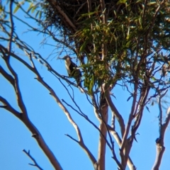 Pomatostomus ruficeps at Gluepot, SA - 7 May 2024 09:45 AM