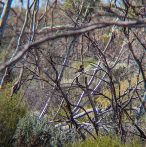 Pomatostomus ruficeps at Gluepot, SA - 7 May 2024 09:45 AM