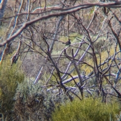 Pomatostomus ruficeps at Gluepot, SA - 7 May 2024