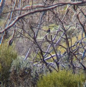 Pomatostomus ruficeps at Gluepot, SA - 7 May 2024 09:45 AM