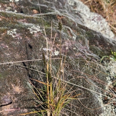 Enneapogon nigricans (Nine-awn Grass, Bottlewashers) at Strathnairn, ACT - 1 Jun 2024 by BethanyDunne