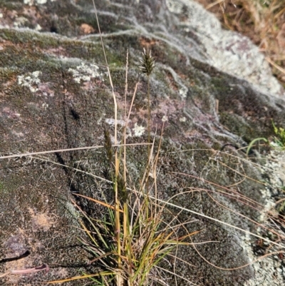 Enneapogon nigricans (Nine-awn Grass, Bottlewashers) at Ginninderry Conservation Corridor - 2 Jun 2024 by BethanyDunne