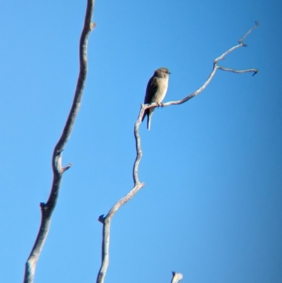 Microeca fascinans (Jacky Winter) at Gluepot, SA - 7 May 2024 by Darcy