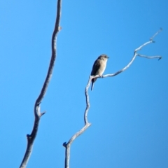Microeca fascinans at Gluepot, SA - 7 May 2024 10:15 AM