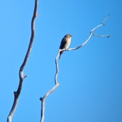 Microeca fascinans at Gluepot, SA - 7 May 2024 10:15 AM