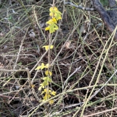 Crataegus monogyna (Hawthorn) at Aranda Bushland - 2 Jun 2024 by KMcCue