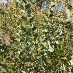 Acacia cultriformis at Campbell, ACT - 2 Jun 2024 by SilkeSma