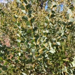 Acacia cultriformis at Campbell, ACT by SilkeSma