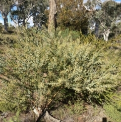 Acacia cultriformis at Mount Ainslie - 2 Jun 2024