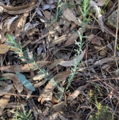 Linum marginale (Native Flax) at Mount Ainslie - 2 Jun 2024 by SilkeSma