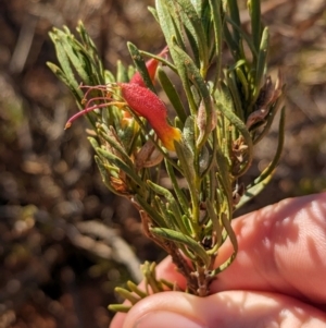 Eremophila glabra at Gluepot, SA - suppressed