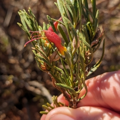 Eremophila glabra (Tar Bush) at Gluepot Reserve - 7 May 2024 by Darcy