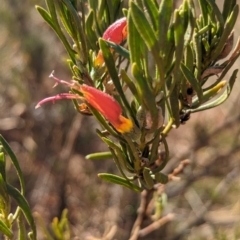 Eremophila glabra at Gluepot, SA - suppressed