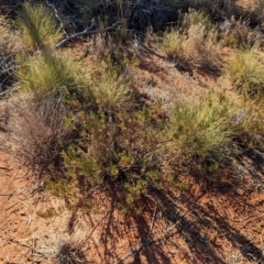 Eremophila glabra at Gluepot, SA - suppressed