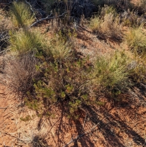 Eremophila glabra at Gluepot, SA - suppressed