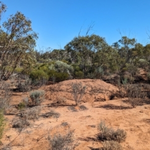 Leipoa ocellata at Gluepot, SA - 7 May 2024