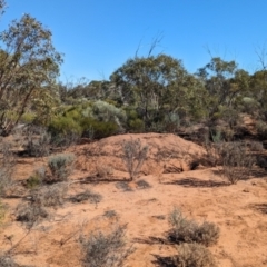 Leipoa ocellata at Gluepot, SA - 7 May 2024