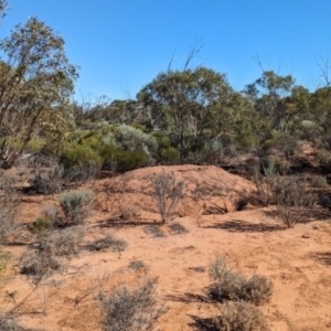 Leipoa ocellata at Gluepot, SA - 7 May 2024