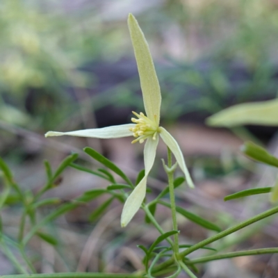 Clematis leptophylla (Small-leaf Clematis, Old Man's Beard) at Bungonia, NSW - 30 Jul 2023 by RobG1