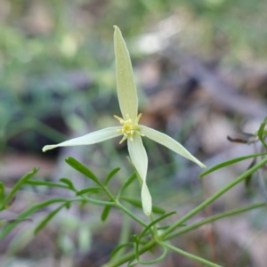 Clematis leptophylla at Bungonia National Park - 30 Jul 2023