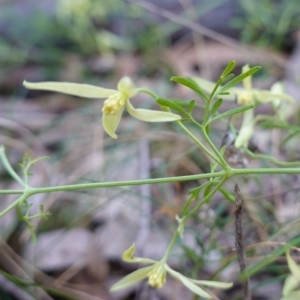 Clematis leptophylla at Bungonia National Park - 30 Jul 2023